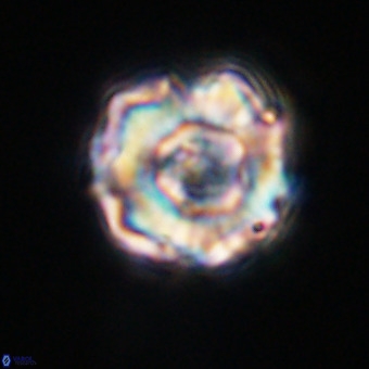 Perchnielsenella stradneri VR 22529