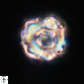 Perchnielsenella stradneri VR 22529