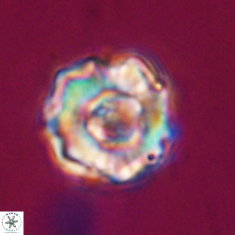 Perchnielsenella stradneri VR 22530
