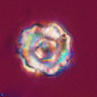 Perchnielsenella stradneri VR 22531