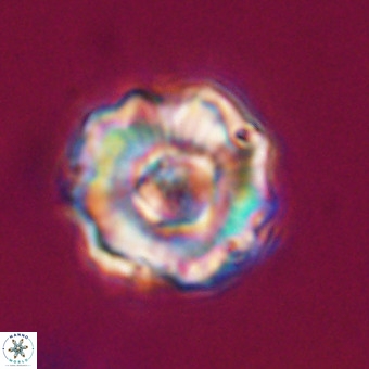 Perchnielsenella stradneri VR 22531
