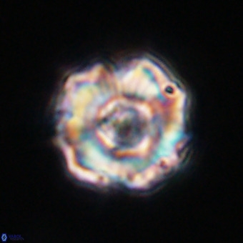 Perchnielsenella stradneri VR 22532
