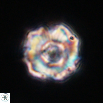Perchnielsenella stradneri VR 22532