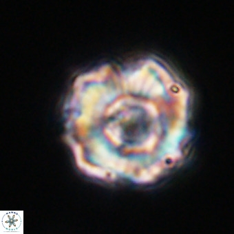Perchnielsenella stradneri VR 22533