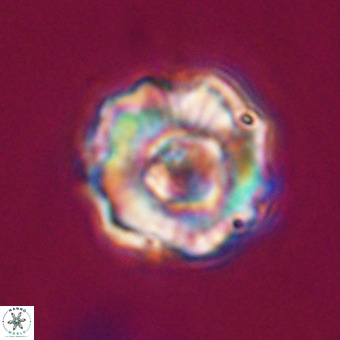Perchnielsenella stradneri VR 22534