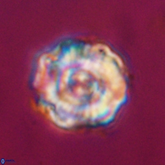 Perchnielsenella stradneri VR 22535