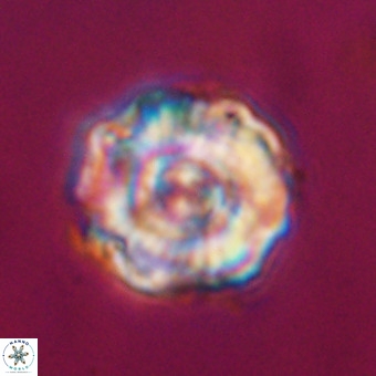 Perchnielsenella stradneri VR 22535