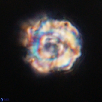 Perchnielsenella stradneri VR 22536