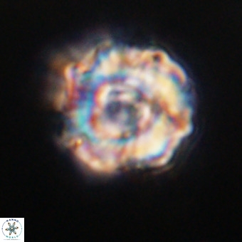 Perchnielsenella stradneri VR 22536