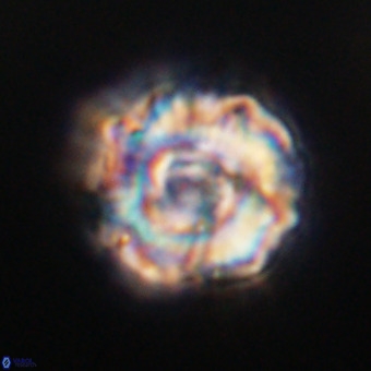 Perchnielsenella stradneri VR 22537