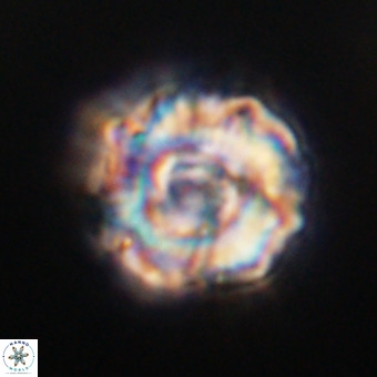 Perchnielsenella stradneri VR 22537