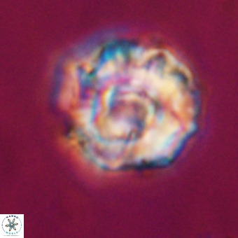 Perchnielsenella stradneri VR 22538