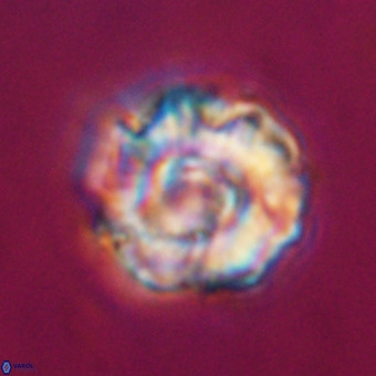 Perchnielsenella stradneri VR 22539