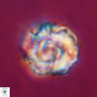 Perchnielsenella stradneri VR 22539