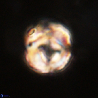 Perchnielsenella stradneri VR 22602