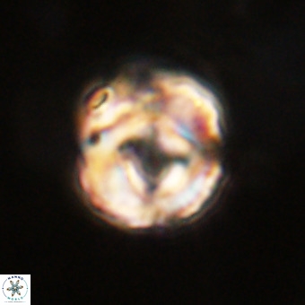 Perchnielsenella stradneri VR 22602