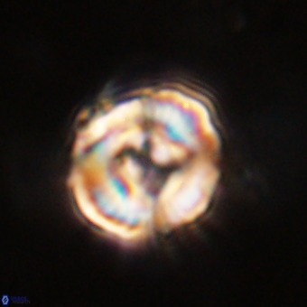 Perchnielsenella stradneri VR 22603