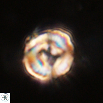 Perchnielsenella stradneri VR 22603