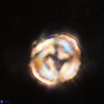Perchnielsenella stradneri VR 22604