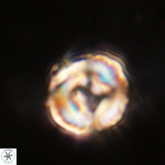 Perchnielsenella stradneri VR 22604