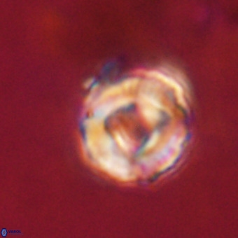 Perchnielsenella stradneri VR 22605