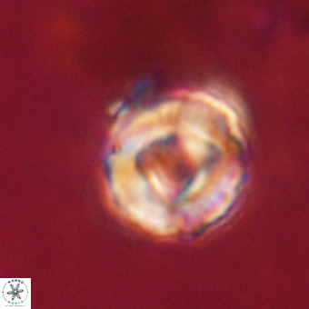 Perchnielsenella stradneri VR 22605