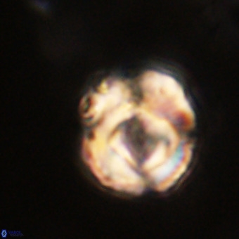 Perchnielsenella stradneri VR 22610