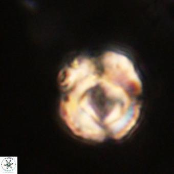 Perchnielsenella stradneri VR 22610