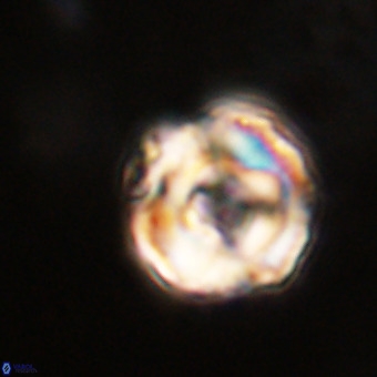 Perchnielsenella stradneri VR 22611