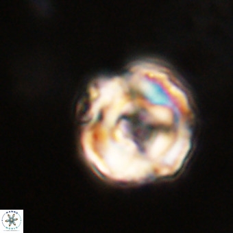 Perchnielsenella stradneri VR 22611