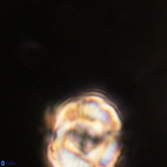 Perchnielsenella stradneri VR 22612