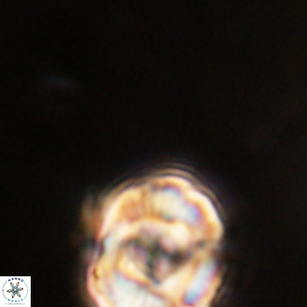 Perchnielsenella stradneri VR 22612