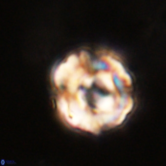 Perchnielsenella stradneri VR 22613