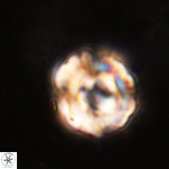 Perchnielsenella stradneri VR 22613
