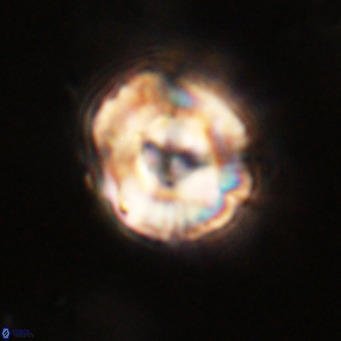 Perchnielsenella stradneri VR 22614
