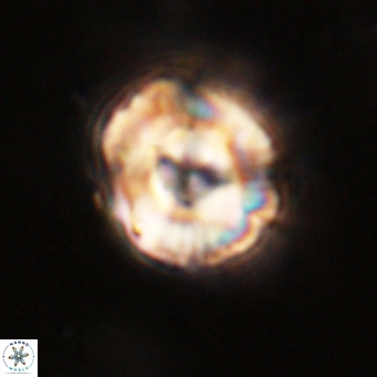 Perchnielsenella stradneri VR 22614