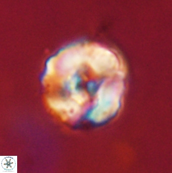 Perchnielsenella stradneri VR 22616