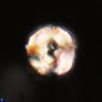 Perchnielsenella stradneri VR 22617