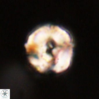 Perchnielsenella stradneri VR 22617