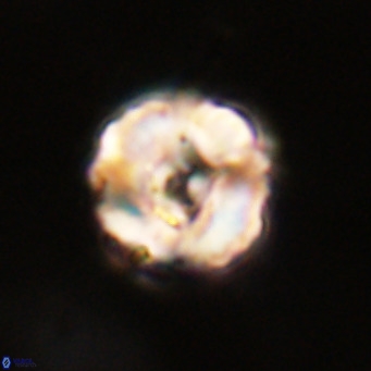 Perchnielsenella stradneri VR 22618