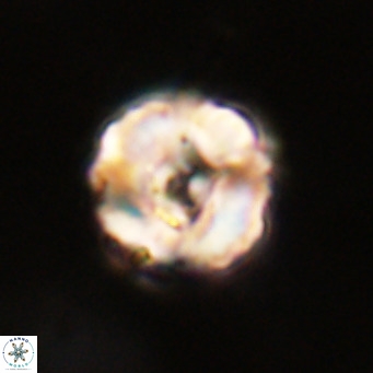 Perchnielsenella stradneri VR 22618