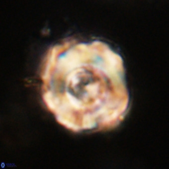 Perchnielsenella stradneri VR 22703