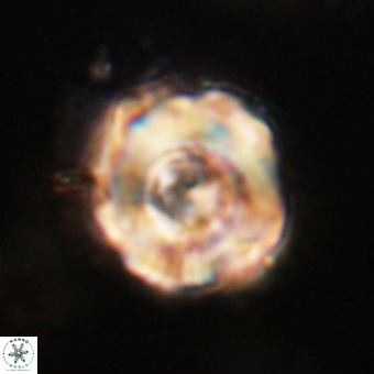 Perchnielsenella stradneri VR 22703