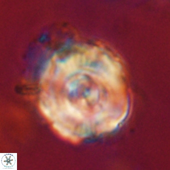Perchnielsenella stradneri VR 22704