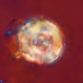 Perchnielsenella stradneri VR 22705