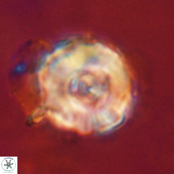 Perchnielsenella stradneri VR 22705