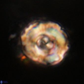 Perchnielsenella stradneri VR 22706