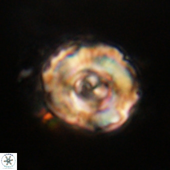 Perchnielsenella stradneri VR 22706