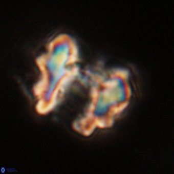 Perchnielsenella stradneri VR 22707