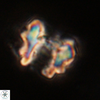Perchnielsenella stradneri VR 22707